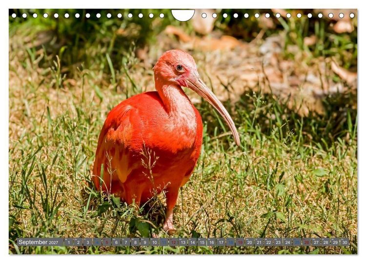 Produktbild: Sunshine State Florida Natur, Tierwelt und Nationalparks (Wandkalender 2027 DIN A4 quer), CALVENDO Monatskalender
