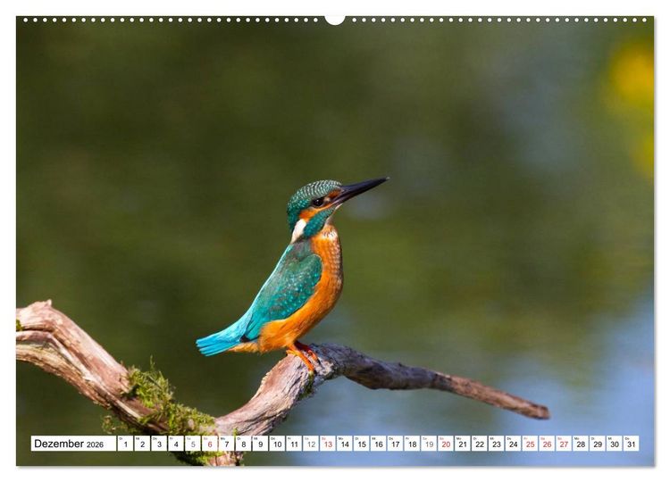 Produktbild: Eisv&ouml;gel (Alcedo atthis) - Edelsteine der Natur (hochwertiger Premium Wandkalender 2026 DIN A2 quer), Kunstdruck in Hochglanz