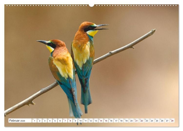 Produktbild: Bunte Flieger (hochwertiger Premium Wandkalender 2026 DIN A2 quer), Kunstdruck in Hochglanz