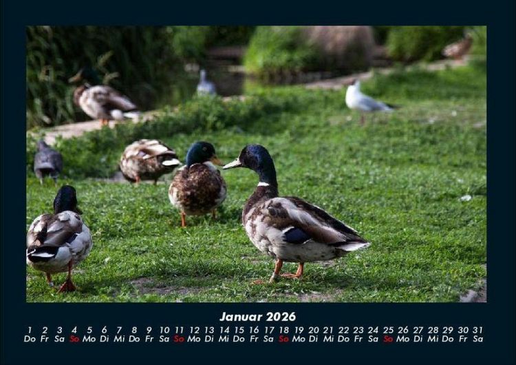 Produktbild: Enten 2026 Fotokalender DIN A4