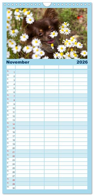 Produktbild: Familienplaner 2026 - Chihuahuas - kleine Herzensbrecher mit 5 Spalten (Wandkalender, 21 x 45 cm) CALVENDO