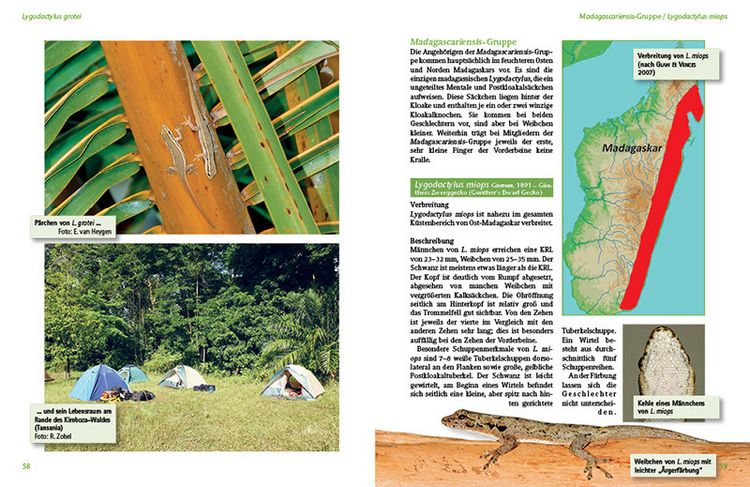Produktbild: Tagaktive Zwerggeckos der Gattung Lygodactylus