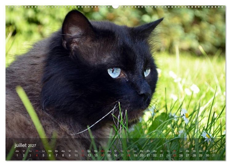 Produktbild: Mine de chat (Calendrier mural haut de gamme 2027 DIN A2 vertical), CALVENDO calendrier mensuel