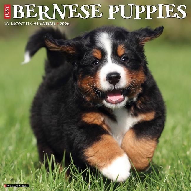 Produktbild: Bernese Mountain Puppies 2026 12 X 12 Wall Calendar