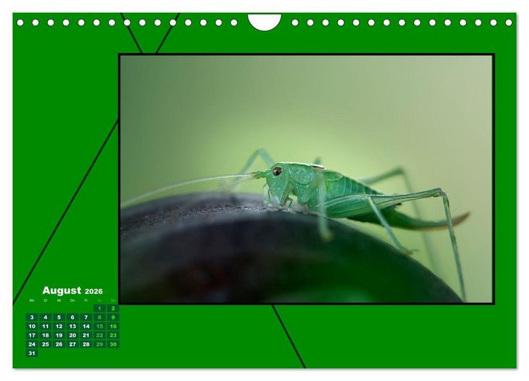 Produktbild: Heilende Farbe Gr&uuml;n (Wandkalender 2026 DIN A4 quer), CALVENDO Monatskalender