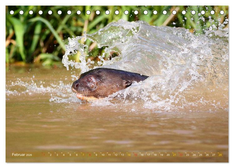 Produktbild: Riesenotter - Flussw&ouml;lfe im Pantanal (Tischkalender 2026 DIN A5 quer), CALVENDO Monatskalender