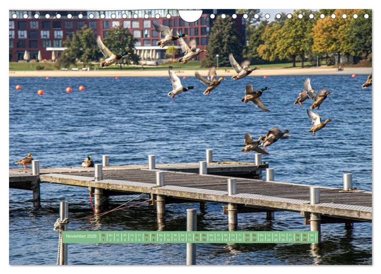 Produktbild: Wolfsburg - einfach tierisch (Wandkalender 2026 DIN A4 quer), CALVENDO Monatskalender
