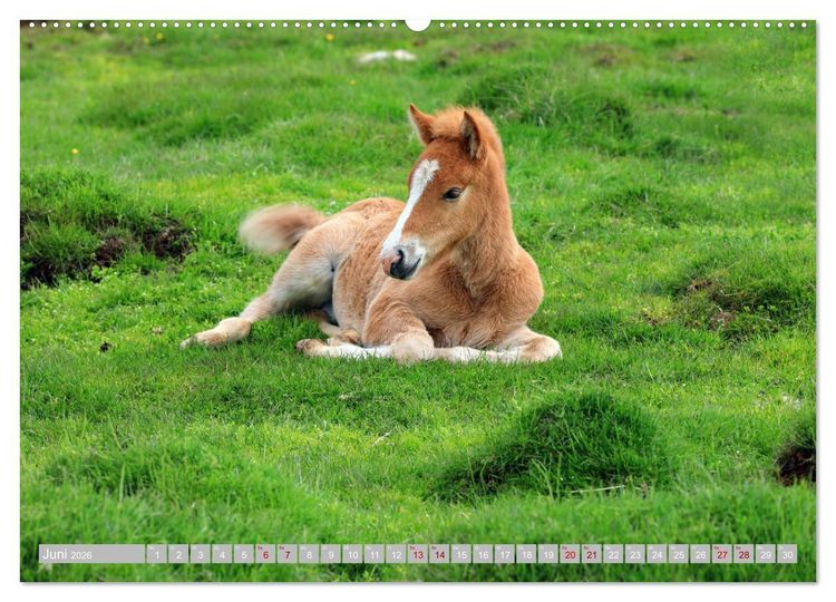 Produktbild: Islandpferde - Die tierischen Stars der Insel (hochwertiger Premium Wandkalender 2026 DIN A2 quer), Kunstdruck in Hochglanz