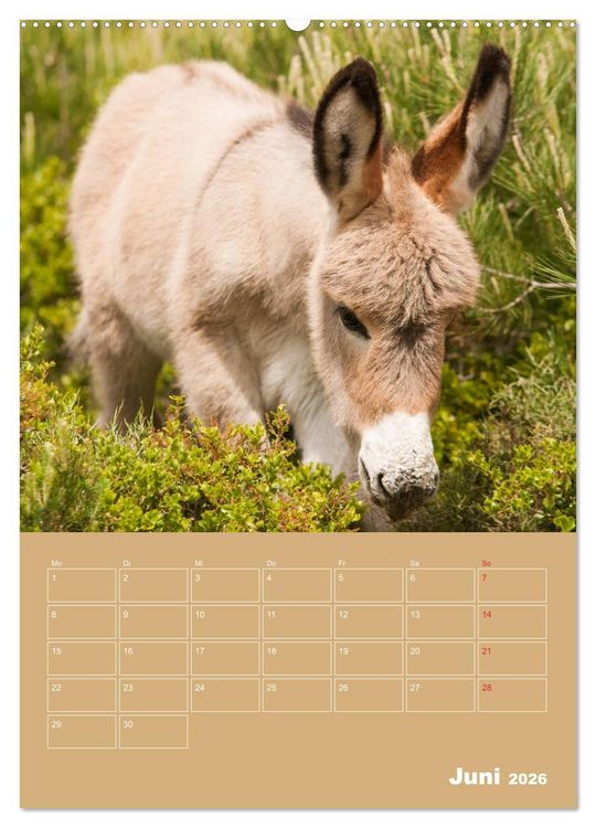 Produktbild: Entz&uuml;ckende Esel - Charmant und liebenswert (hochwertiger Premium Wandkalender 2026 DIN A2 hoch), Kunstdruck in Hochglanz