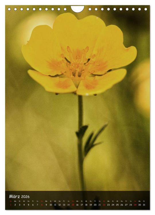 Produktbild: Alpenblumen 2026 (Wandkalender 2026 DIN A4 hoch), CALVENDO Monatskalender