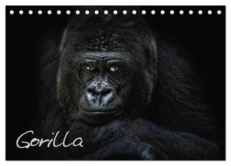 Produktbild: Gorilla (Tischkalender 2026 DIN A5 quer), CALVENDO Monatskalender