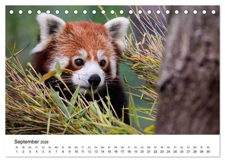 Produktbild: Rote Pandas - geschickte Kletterer (Tischkalender 2026 DIN A5 quer), CALVENDO Monatskalender