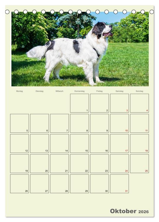 Produktbild: Faszination Landseer - Mit Plan durch das Jahr (Tischkalender 2026 DIN A5 hoch), CALVENDO Monatskalender