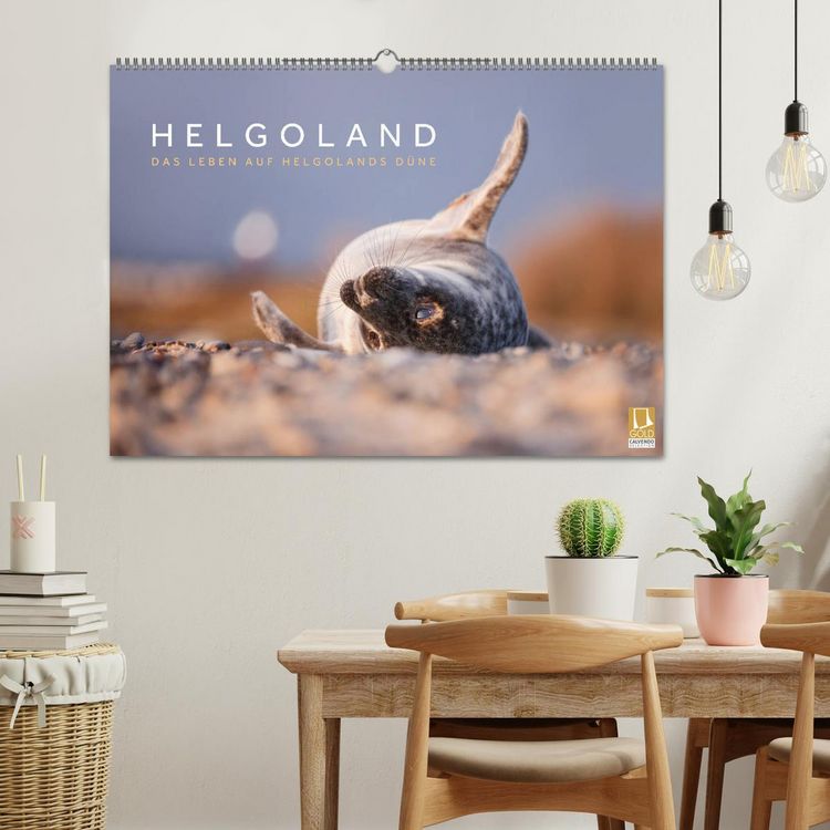 Produktbild: Helgoland - Das Leben auf der D&uuml;ne Helgolands (Wandkalender 2026 DIN A2 quer), CALVENDO Monatskalender