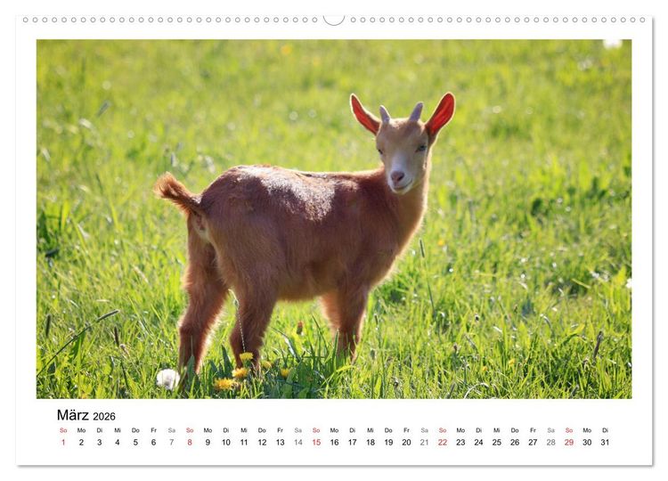 Produktbild: Wer zickt denn da? - Zicklein-Edition (hochwertiger Premium Wandkalender 2026 DIN A2 quer), Kunstdruck in Hochglanz