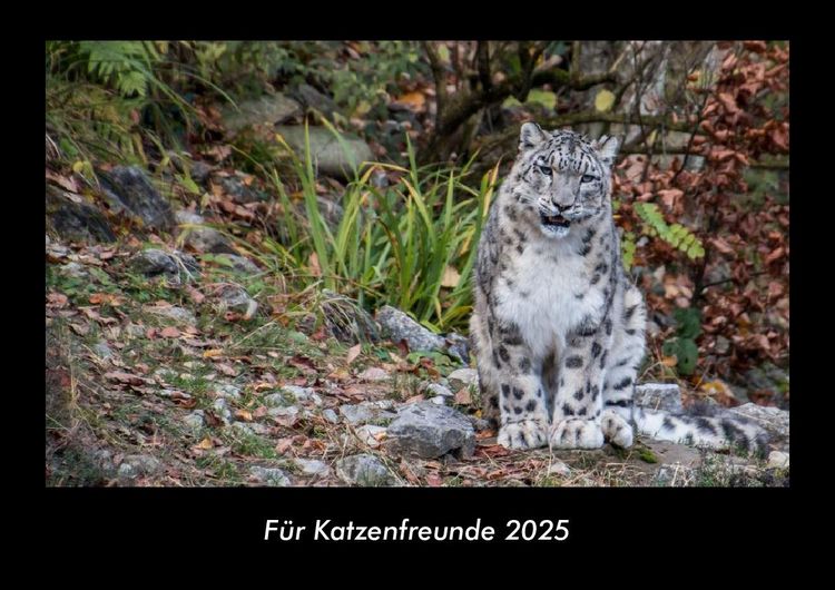 Produktbild: F&uuml;r Katzenfreunde 2025 Fotokalender DIN A3