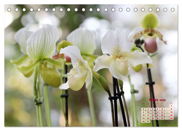 Produktbild: Sch&ouml;nste Orchideen (Tischkalender 2026 DIN A5 quer), CALVENDO Monatskalender