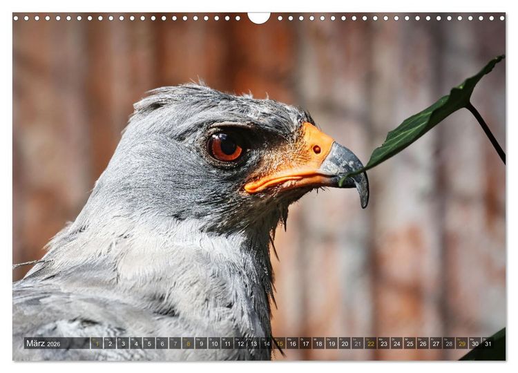 Produktbild: Imposante Vogelportr&auml;ts (Wandkalender 2026 DIN A3 quer), CALVENDO Monatskalender