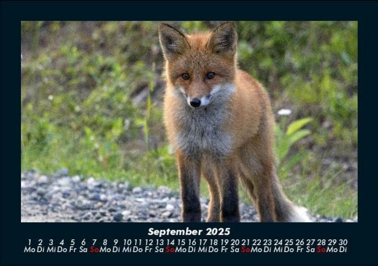 Produktbild: Waldbewohner 2025 Fotokalender DIN A5