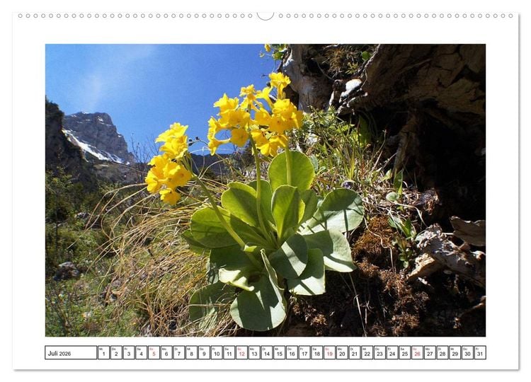Produktbild: Alpenblumen. Bunte Welt in luftiger H&ouml;he (Wandkalender 2026 DIN A2 quer), CALVENDO Monatskalender