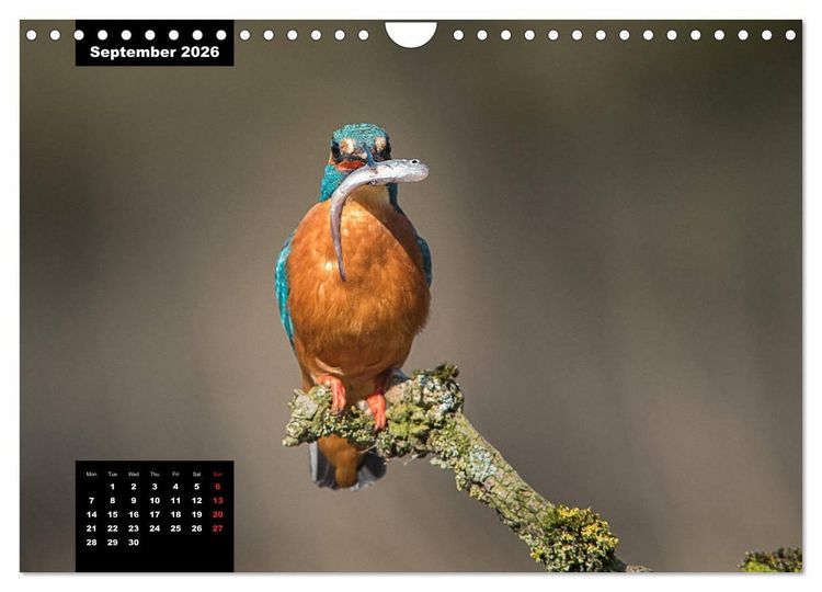 Produktbild: Beautiful birds THE KINGFISHER (Wall Calendar 2026 DIN A4 landscape), CALVENDO 12 Month Wall Calendar