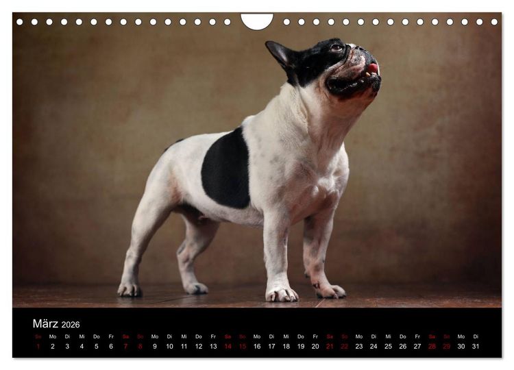 Produktbild: Charme auf vier Pfoten - Franz&ouml;sische Bulldoggen Portraits (Wandkalender 2026 DIN A4 quer), CALVENDO Monatskalender