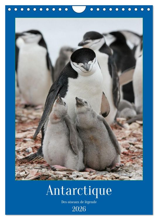 Produktbild: Antarctique des oiseaux de l&eacute;gende (Calendrier mural 2026 DIN A4 horizontal), CALVENDO calendrier mensuel