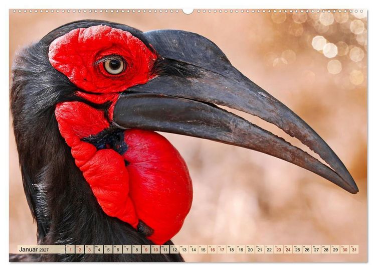 Produktbild: Afrikas Vogelwelt 2027 (Wandkalender 2027 DIN A2 quer), CALVENDO Monatskalender