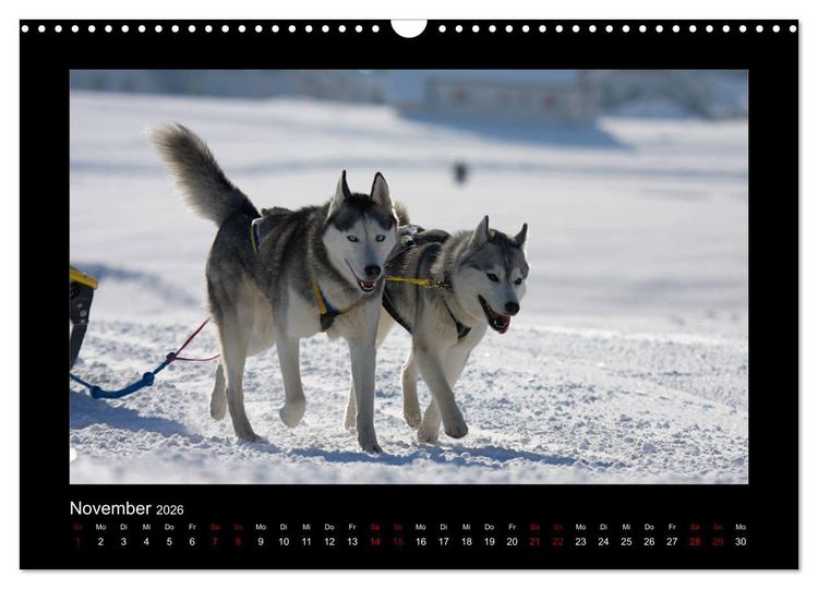 Produktbild: Huskys im Schnee (Wandkalender 2026 DIN A3 quer), CALVENDO Monatskalender