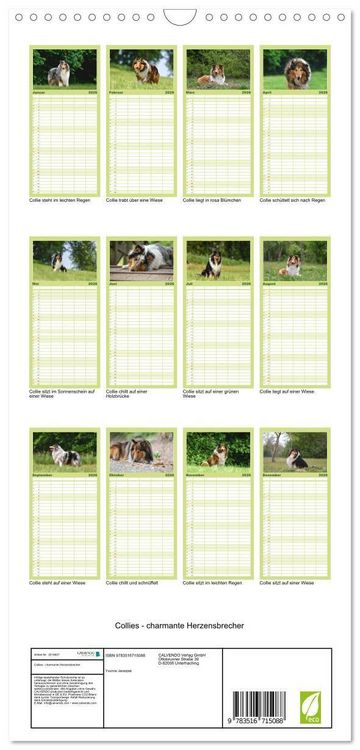Produktbild: Familienplaner 2026 - Collies - charmante Herzensbrecher mit 5 Spalten (Wandkalender, 21 x 45 cm) CALVENDO