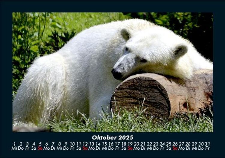 Produktbild: Pinguine & Eisb&auml;ren 2025 Fotokalender DIN A5
