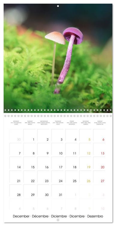 Produktbild: Les champignons - Un monde merveilleux (Calendrier mural carr&eacute; 2026 30x30 cm) Calendrier double avec une page pour vos prises de notes