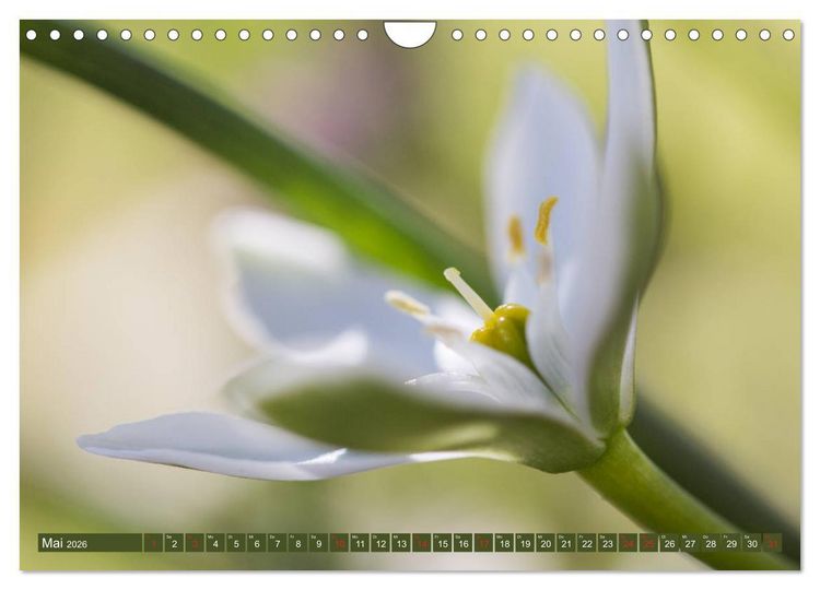 Produktbild: Die Natur hautnah (Wandkalender 2026 DIN A4 quer), CALVENDO Monatskalender