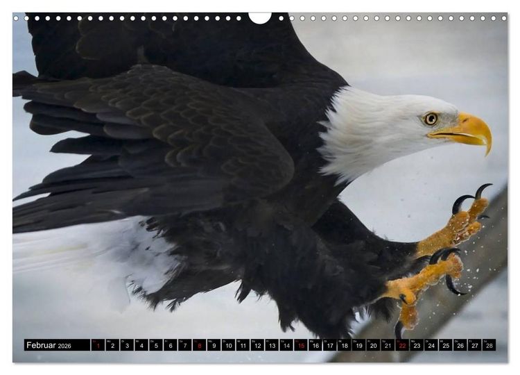 Produktbild: Wei&szlig;kopfseeadler. Symbol der Freiheit (Wandkalender 2026 DIN A3 quer), CALVENDO Monatskalender