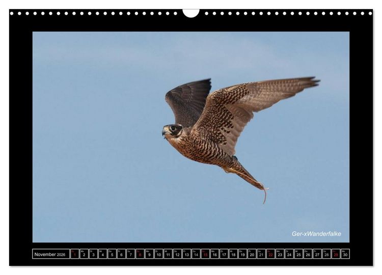 Produktbild: Falken im Flug und im Portr&auml;t (Wandkalender 2026 DIN A3 quer), CALVENDO Monatskalender