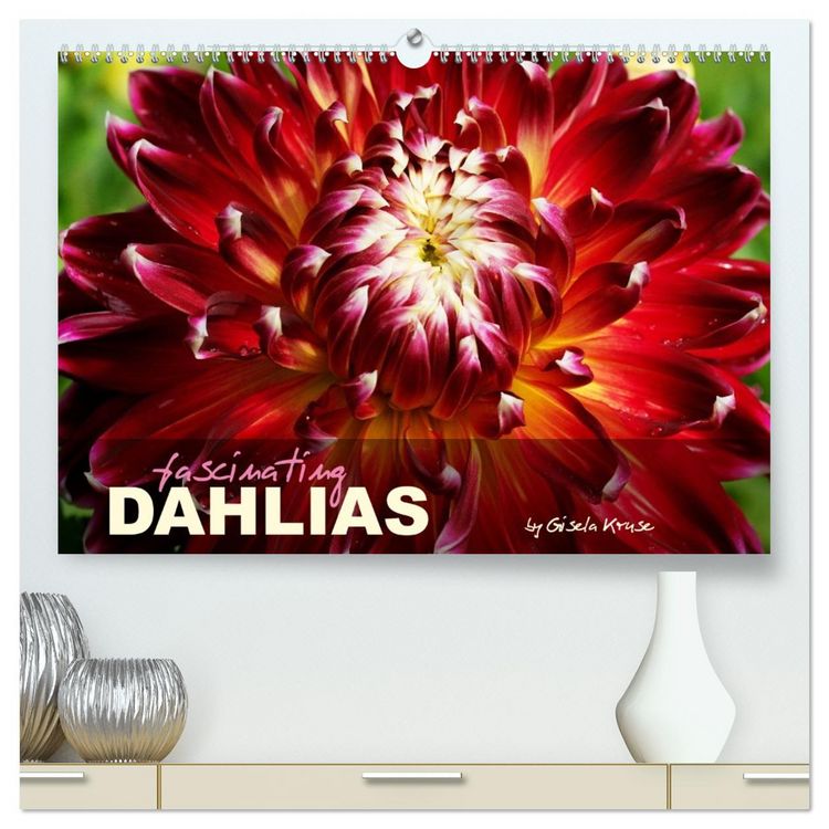 Produktbild: Fascinating Dahlias (High Quality Premium Wall Calendar 2027 DIN A2 landscape),CALVENDO 12 Month Wall Calendar