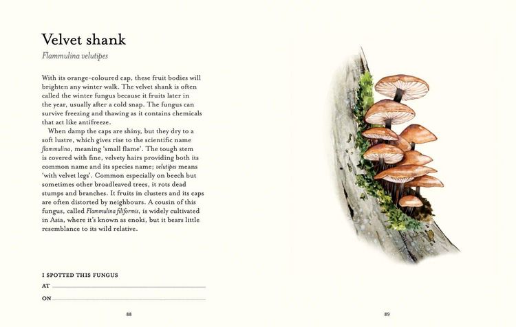 Produktbild: The Fungi Spotter's Guide