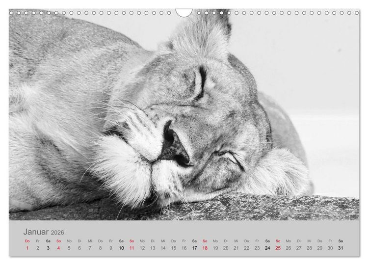 Produktbild: Die Seelen der wilden Tiere (Wandkalender 2026 DIN A3 quer), CALVENDO Monatskalender