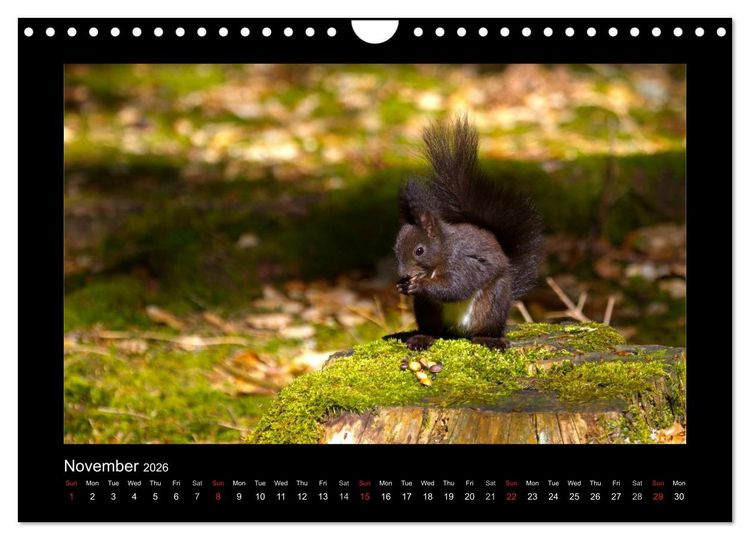 Produktbild: The Black Forest - UK Version (Wall Calendar 2026 DIN A4 landscape), CALVENDO 12 Month Wall Calendar