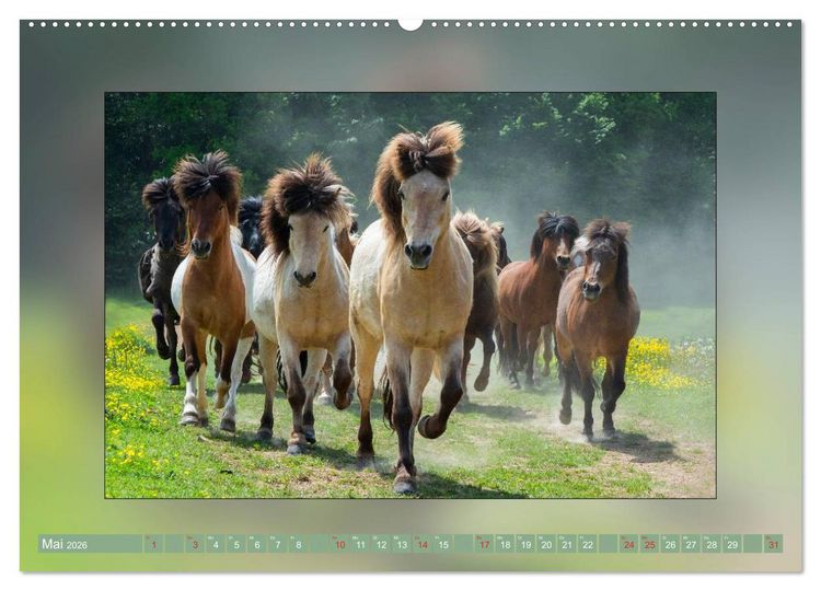 Produktbild: Pferde Vom Minishetty bis zum Kaltblut (Wandkalender 2026 DIN A2 quer), CALVENDO Monatskalender