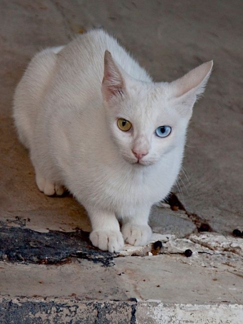 Produktbild: CALVENDO Puzzle Katze der Rasse T&uuml;rkisch Angora | 1000 Teile Lege-Gr&ouml;&szlig;e 64x48cm Foto-Puzzle f&uuml;r gl&uuml;ckliche Stunden