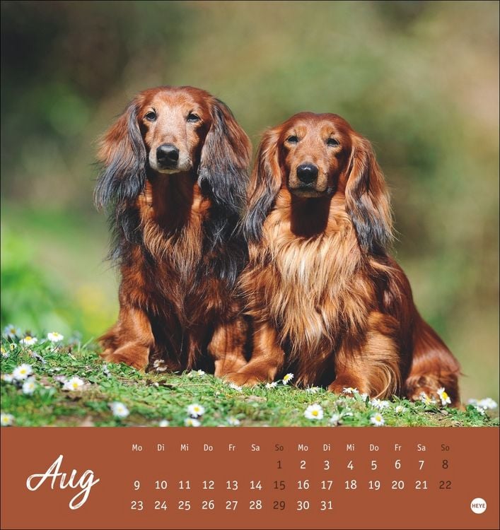 Produktbild: Dackel Postkartenkalender 2027