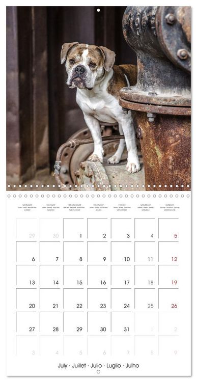 Produktbild: City dogs in the landscape park (Wall Calendar 2026 12 &times; 12 Inch) CALVENDO 12 Month Wall Calendar