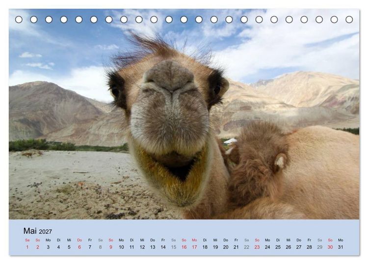 Produktbild: Kamel Portr&auml;t (Tischkalender 2027 DIN A5 quer), CALVENDO Monatskalender