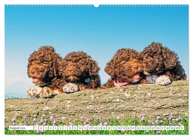 Produktbild: Lagotto Romagnolo Welpen - Sieben kleine Weltentdecker auf gro&szlig;er Fahrt (hochwertiger Premium Wandkalender 2026 DIN A2 quer), Kunstdruck in Hochglanz