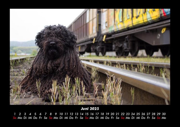 Produktbild: Haustierkalender 2025 Fotokalender DIN A3