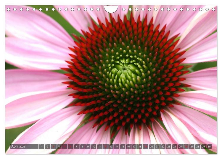 Produktbild: Sonnenhut im Garten (Wandkalender 2026 DIN A4 quer), CALVENDO Monatskalender