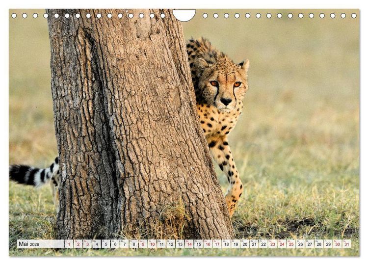 Produktbild: Faszinaton Afrika: Geparde (Wandkalender 2026 DIN A4 quer), CALVENDO Monatskalender