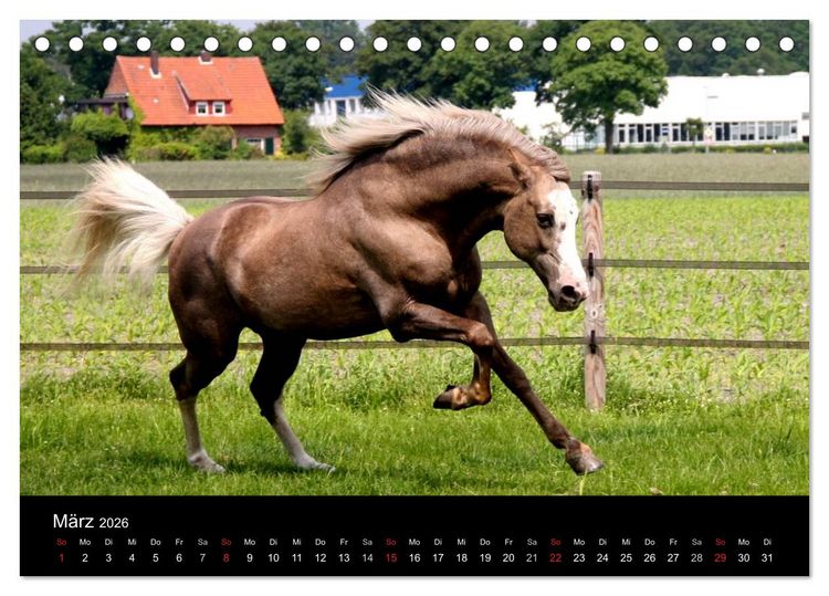 Produktbild: Pferde - m&auml;chtig, stolz & sch&ouml;n (Tischkalender 2026 DIN A5 quer), CALVENDO Monatskalender