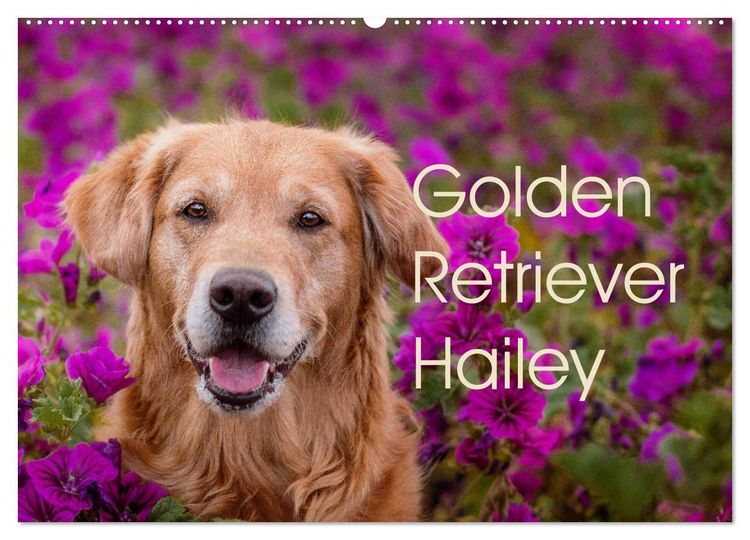 Produktbild: Golden Retriever Hailey Fotokalender (Wandkalender 2026 DIN A2 quer), CALVENDO Monatskalender